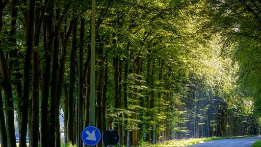 Countryside road with tree trunks and green leaves in summer, Landscape view with a small street and sunlight, Narrow of trees along the roadside in Ellecom, Dutch province of Gelderland, Netherlands.