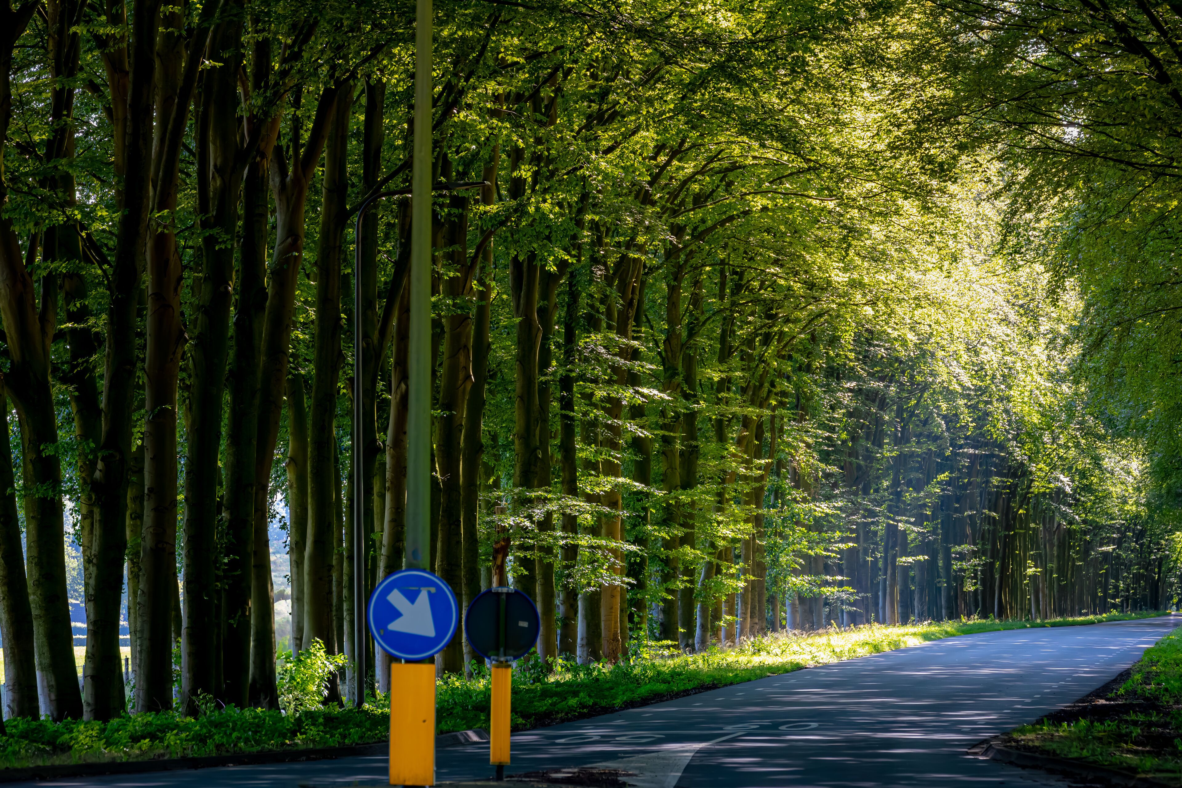 A road lined with tall trees and a blue directional sign.