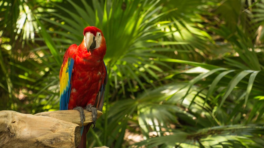 papagayo rojo posado sobre una rama