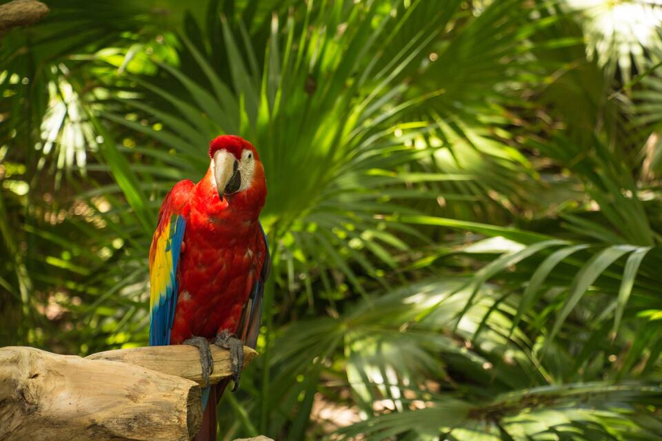 Un guacamayo rojo posado sobre una rama rodeado de follaje verde exuberante.