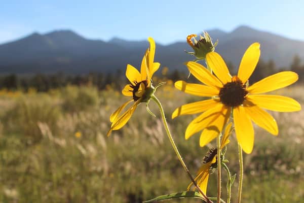 Sunset Crater featuring luonnonvaraiset kukat ja rauhalliset maisemat