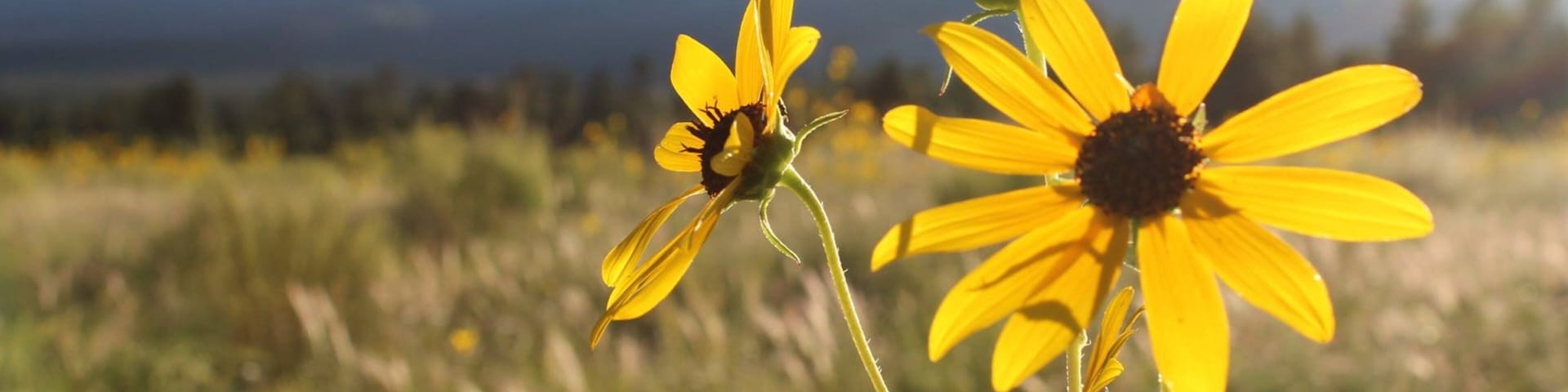 Sunset Crater mostrando cenas tranquilas e flores silvestres