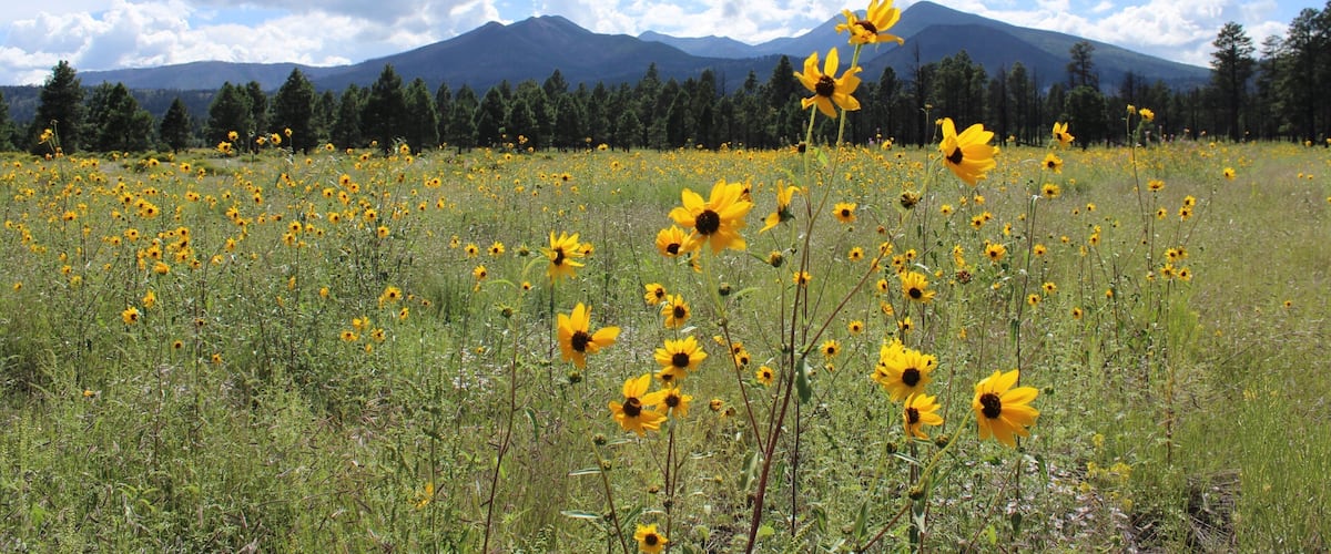 Sunset Crater mostrando flores salvajes y situaciones tranquilas
