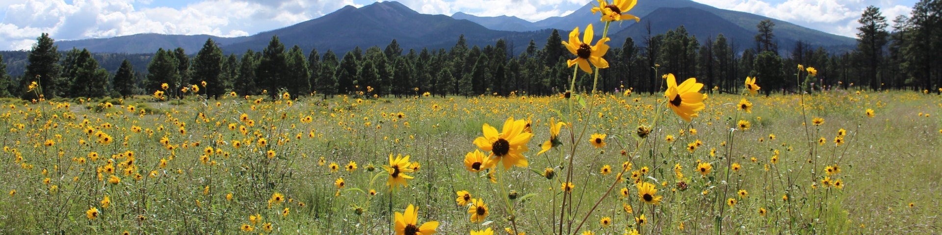 Sunset Crater que inclui cenas tranquilas e flores silvestres