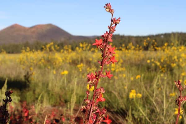 Sunset Crater