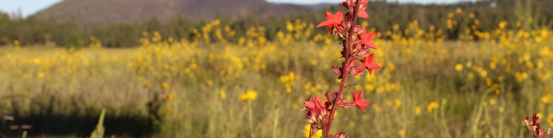 Sunset Crater caracterizando cenas tranquilas e flores silvestres