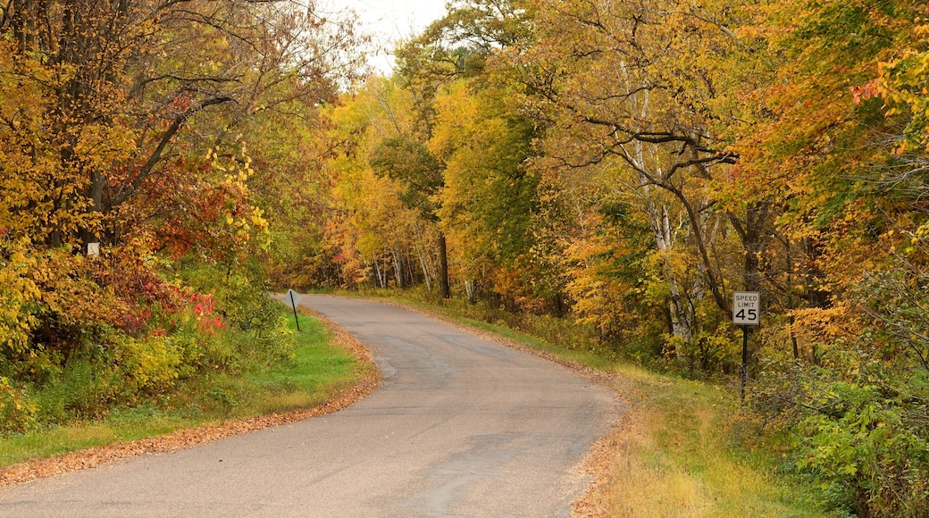 Autumn Colors Along a Rural Road