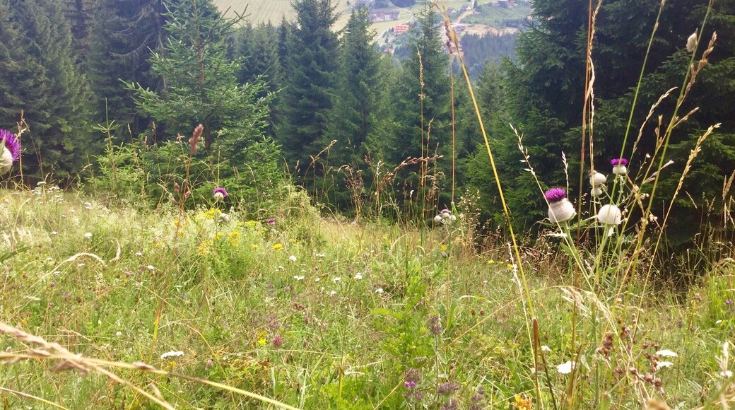 From the slopes of Zvolen (Veľká Fatra mountain range - Summit. 4600 ft / 1402 m), Lower Tatras, Central Slovakia 2017.