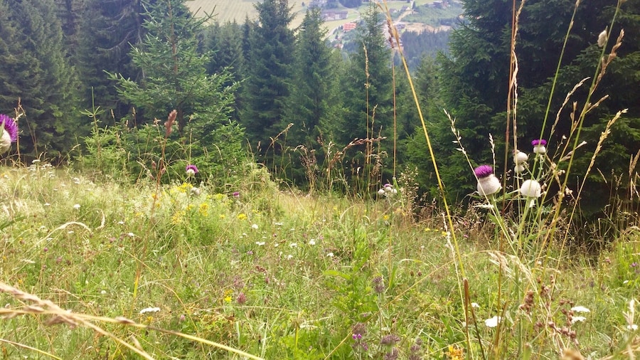 From the slopes of Zvolen