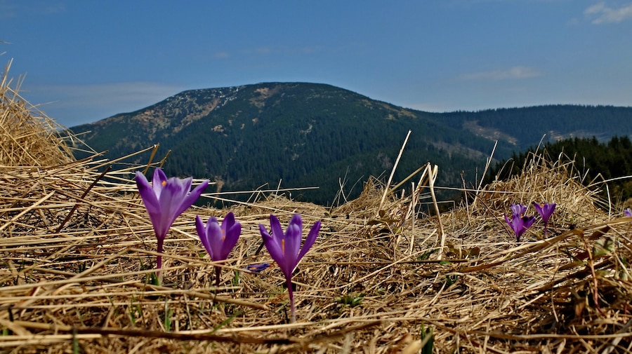 Prašivá