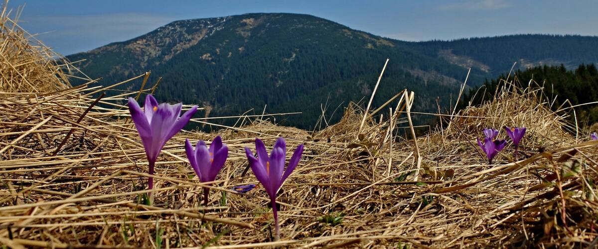 Purple crocus flowers in a field with dry grass and a mountain in the background.
