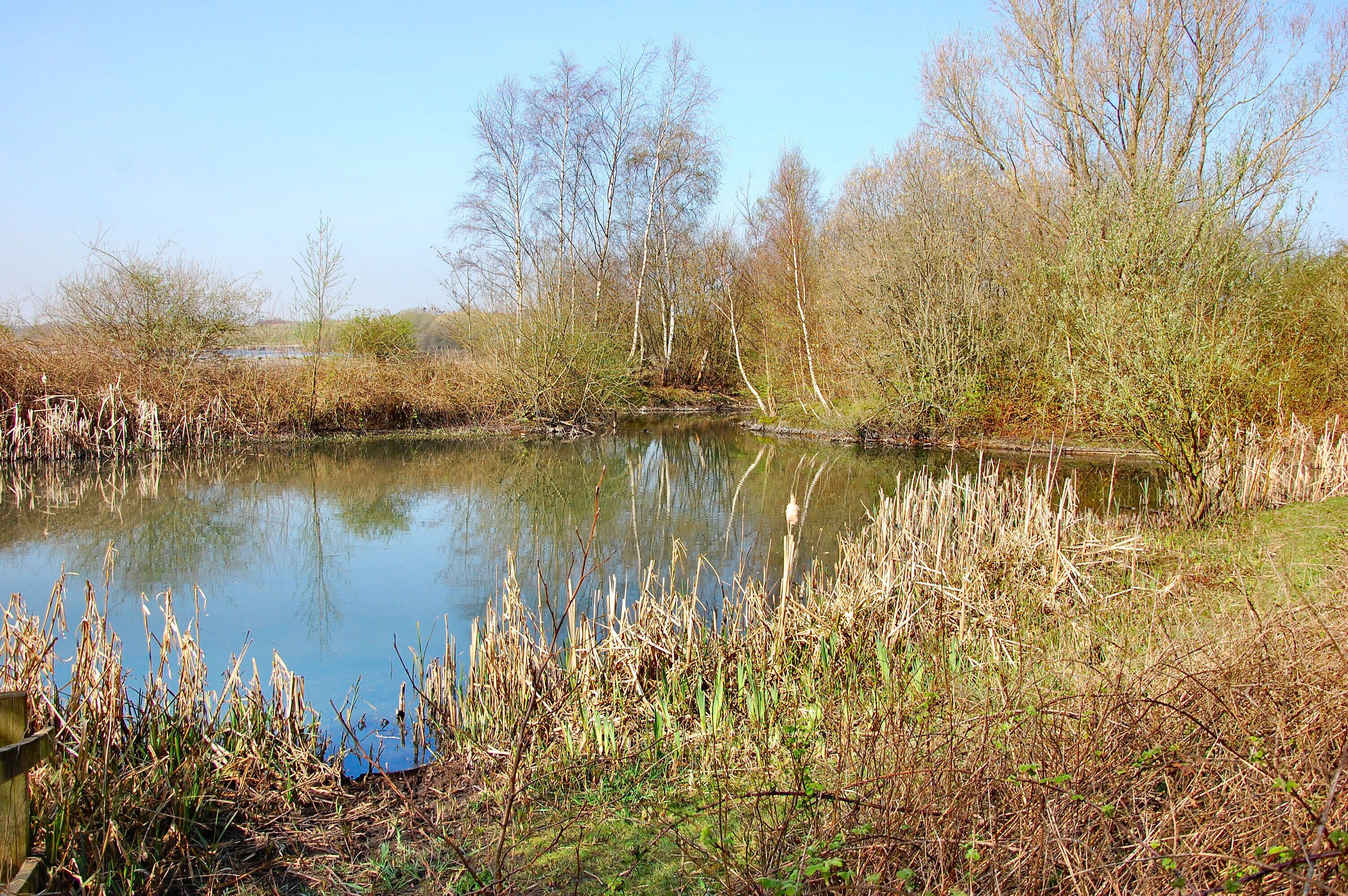 Pennington Flash .Leigh. NW England. Pennington Flash Country Park is a 200 hectares (494 acres) country park located between Lowton and Pennington, Leigh in Greater Manchester, England. The flash is a 70 hectares (173 acres) lake created at the turn of the 20th century by coal mining subsidence, mainly from Bickershaw Colliery, and flooding.[1] Now an extensive nature reserve with several bird hides and a network of tracks and footpaths, Pennington Flash Country Park is nationally renowned for its birdlife and is a classic example of natural regeneration. A variety of well-maintained paths cater for walkers, cyclists and horse riders. Ideal for disabled persons, the Flash's hides have ramps for wheelchair access. One of the premier birdwatching sites in North West England, over 230 bird species have been recorded on site including: Black-faced Bunting, Nightingale, Marsh Harrier, Spoonbill and Leach's Storm-petrel. Additionally, a wide variety of butterflies, dragonflies and damselflies can be spotted in the area. Facilities include a small information centre, a nine-hole municipal golf course, a pay and display car park, a children’s play area, picnic and recreation areas, bird watching facilities, fishing on certain shores, sailing, windsurfing and rowing through Leigh and Lowton Sailing Club, a mobile café and toilets
