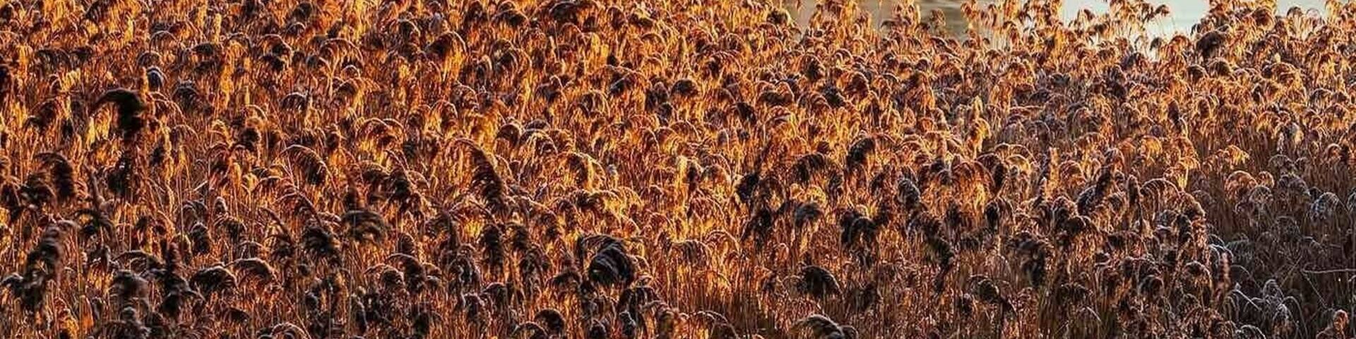 Lovely view of the reeds bending their way around the Lake.