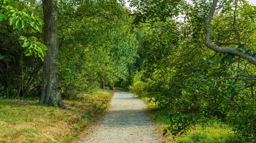 Arnold Arboretum which includes a garden