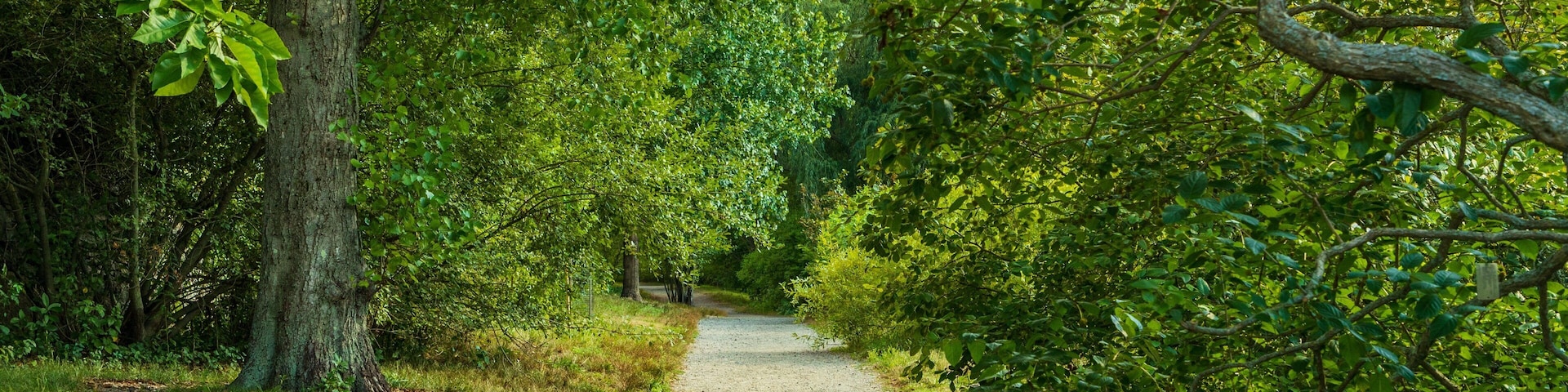 Arnold Arboretum which includes a garden