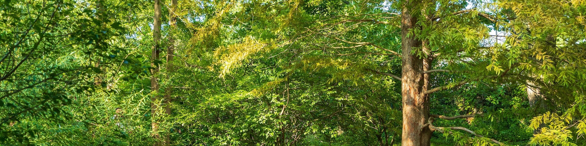 Arnold Arboretum showing a garden