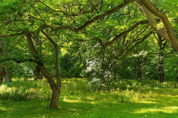 Arnold Arboretum showing a park