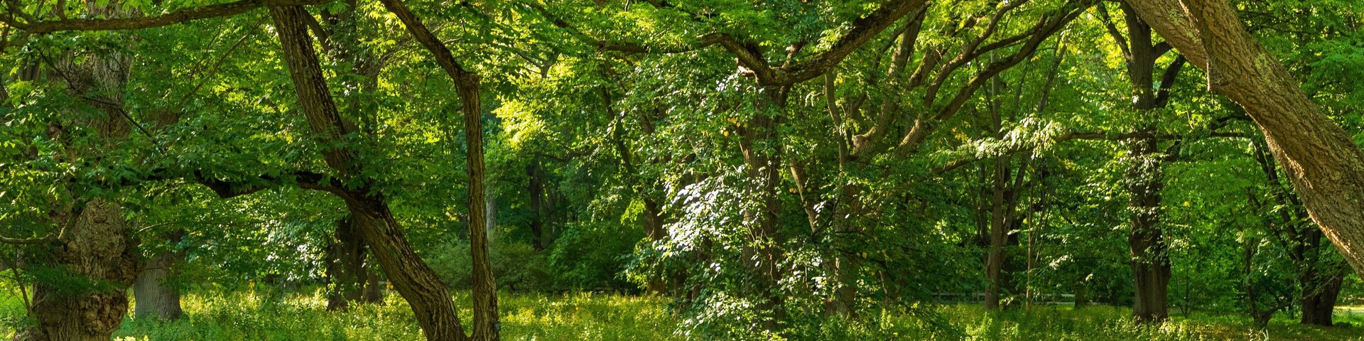 Arnold Arboretum showing a park