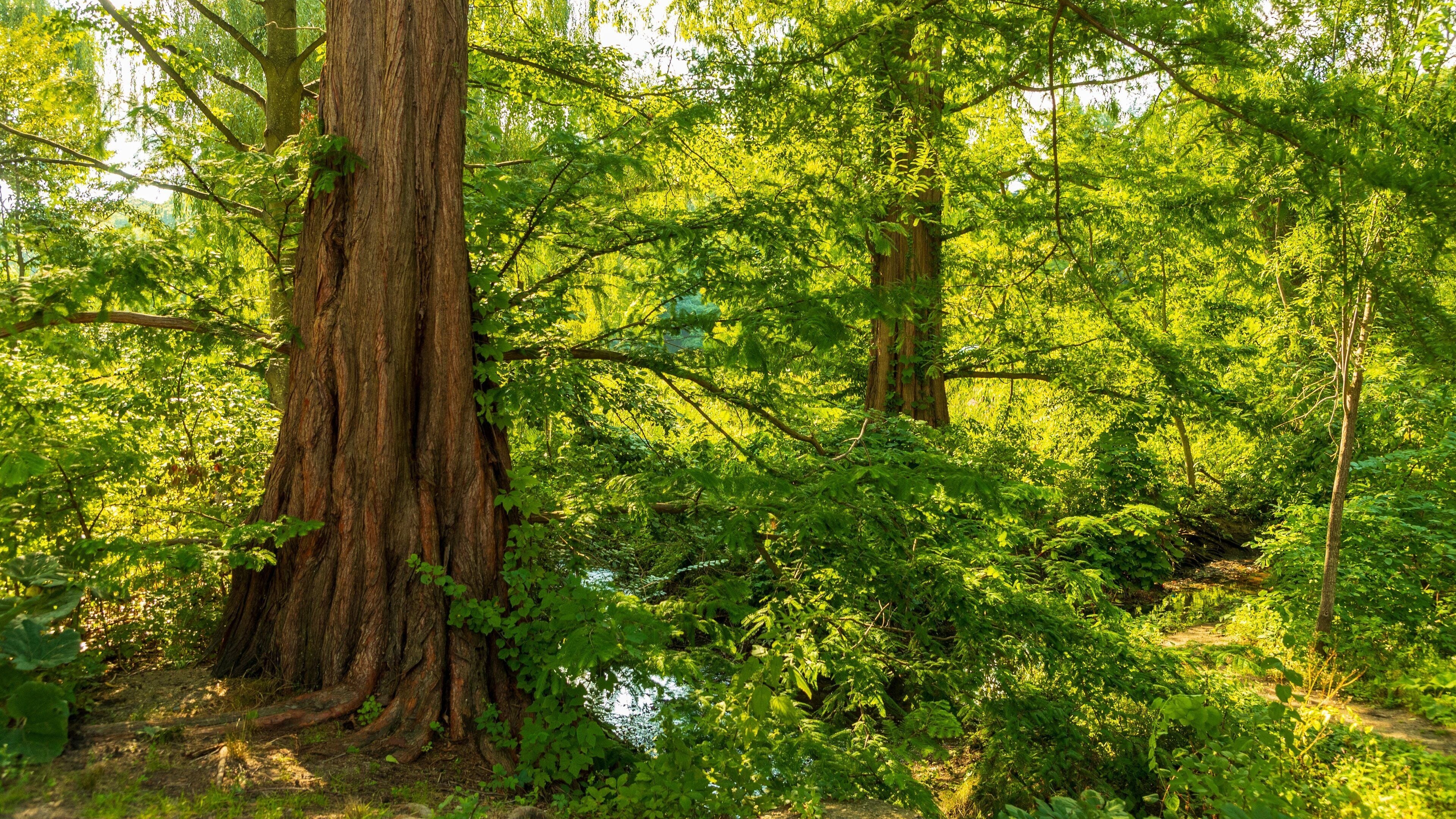 Arnold Arboretum featuring forest scenes