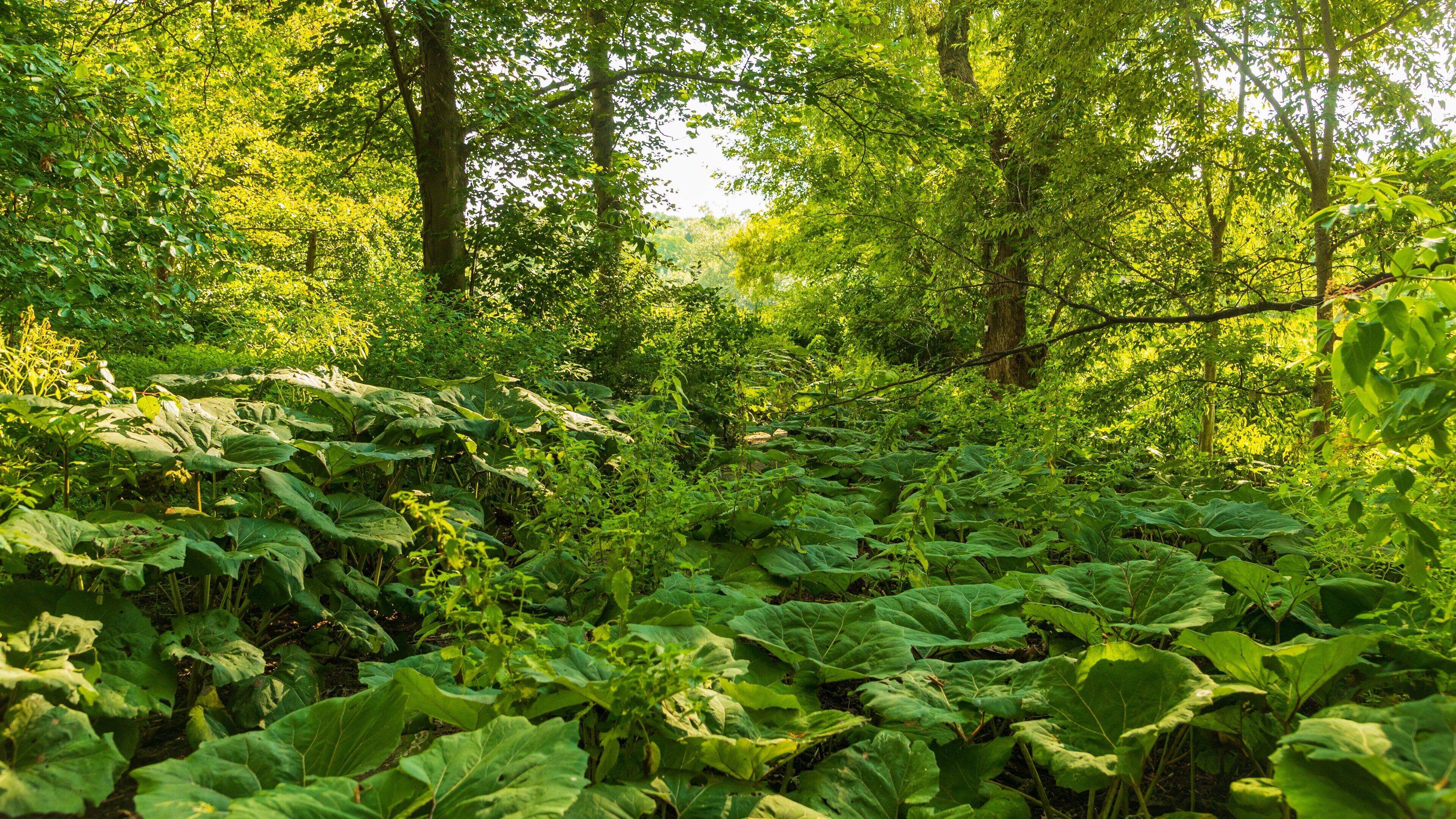Una fitta foresta con grandi foglie verdi e alberi.