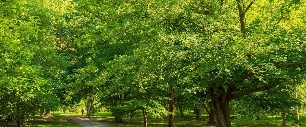 Arnold Arboretum featuring a park