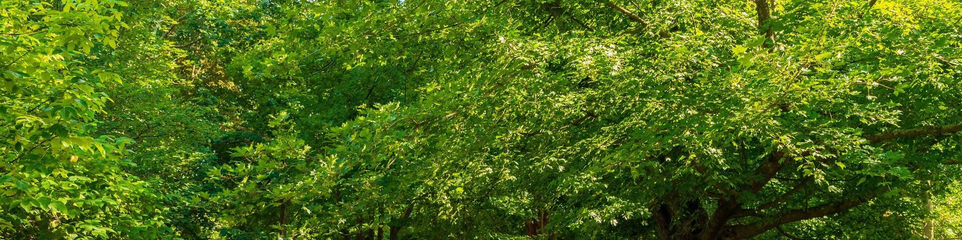Arnold Arboretum featuring a park