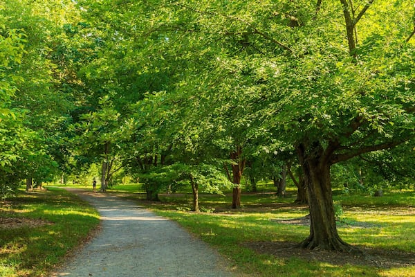 Arnold Arboretum featuring a park