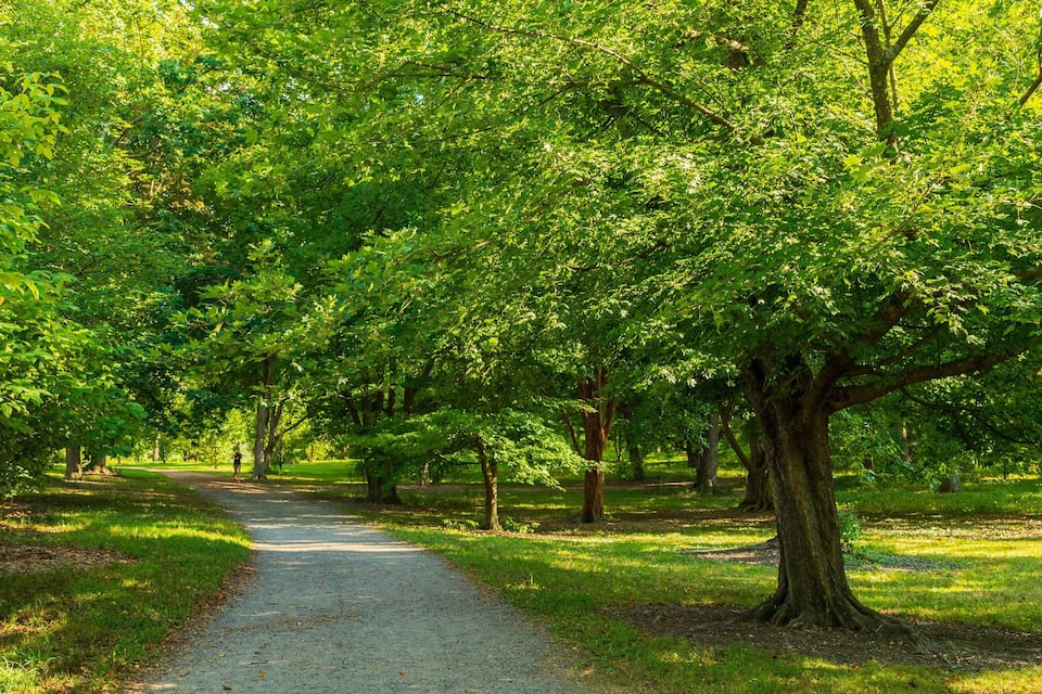 A tree-lined path in a park.