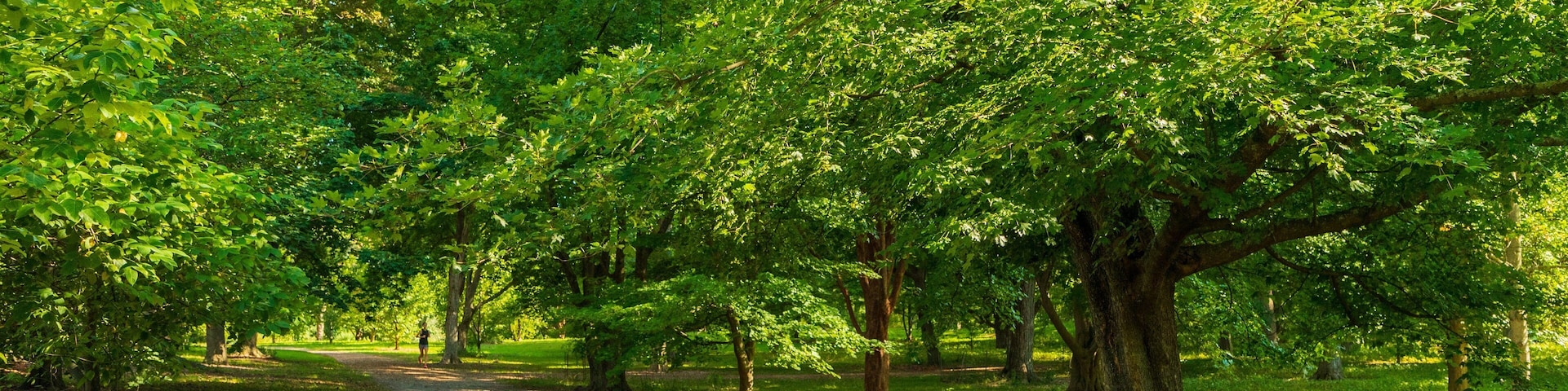 Arnold Arboretum featuring a park