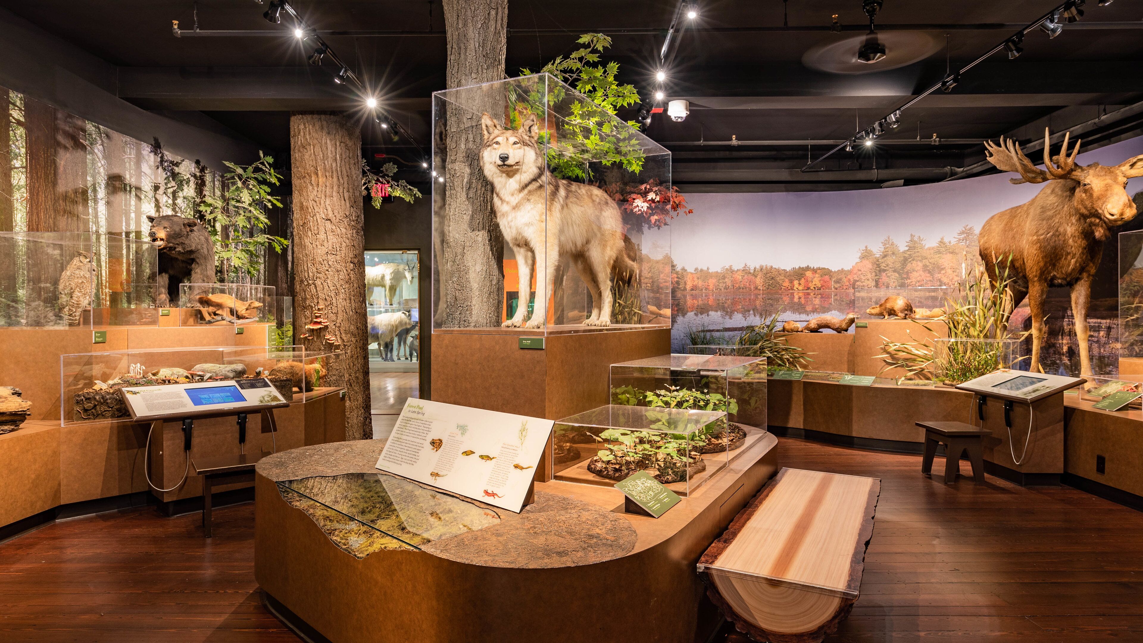 Harvard Museum of Natural History