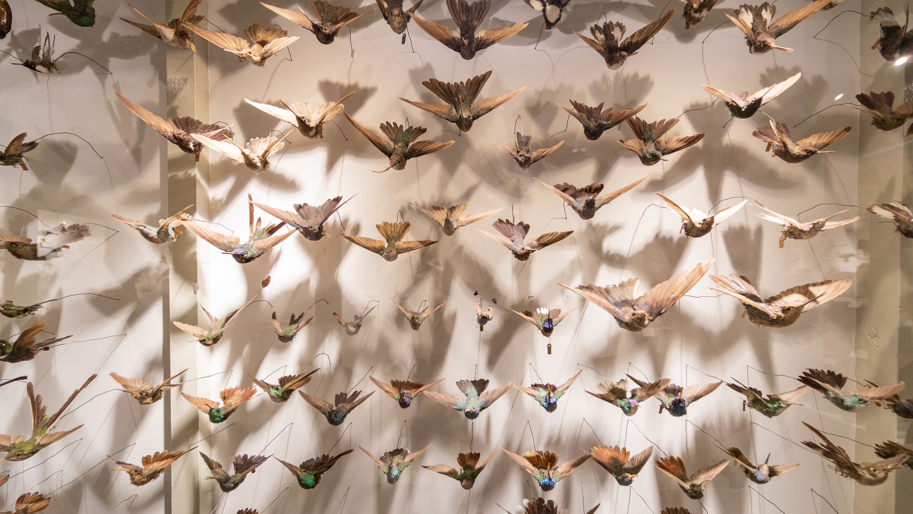 Harvard Museum of Natural History which includes interior views