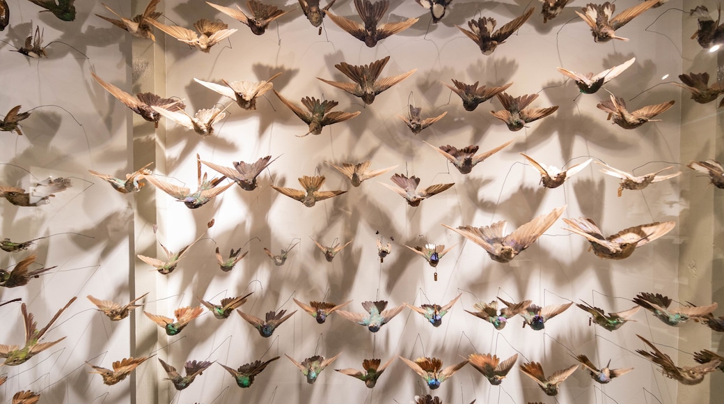 Harvard Museum of Natural History which includes interior views