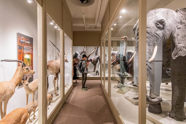 Harvard Museum of Natural History featuring interior views