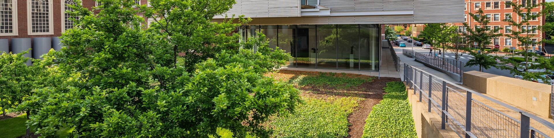 Harvard University Art Museums