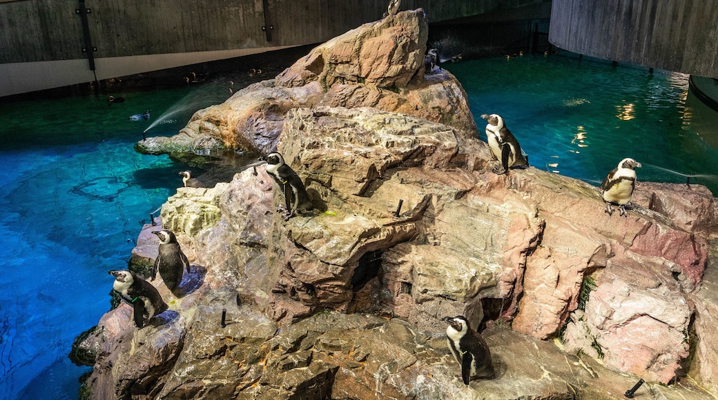 New England Aquarium which includes marine life and interior views