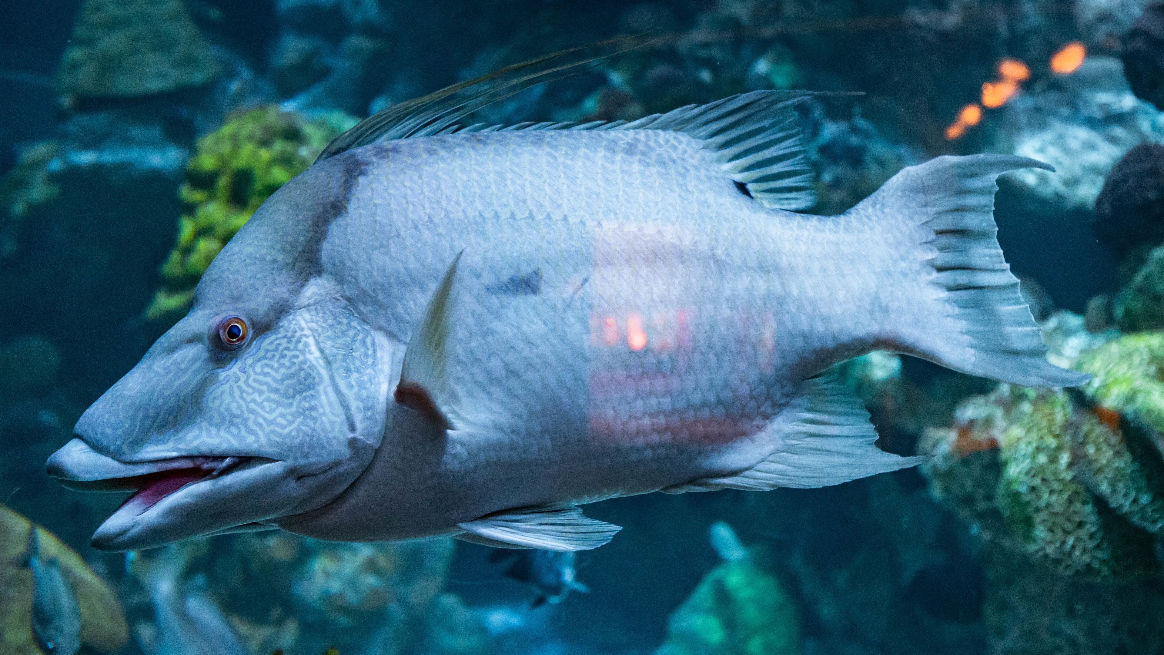 New England Aquarium featuring marine life