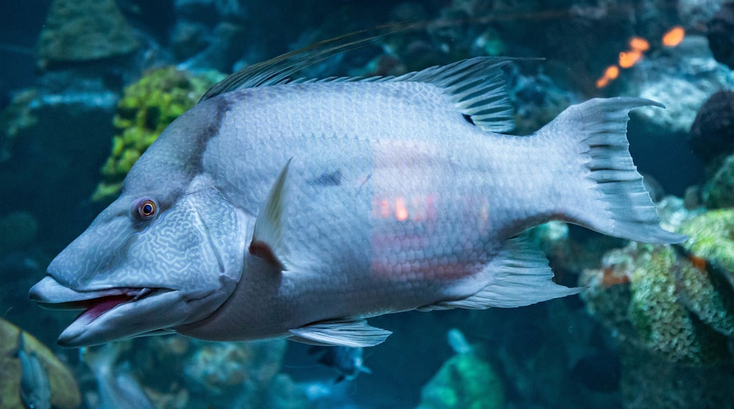 New England Aquarium featuring marine life