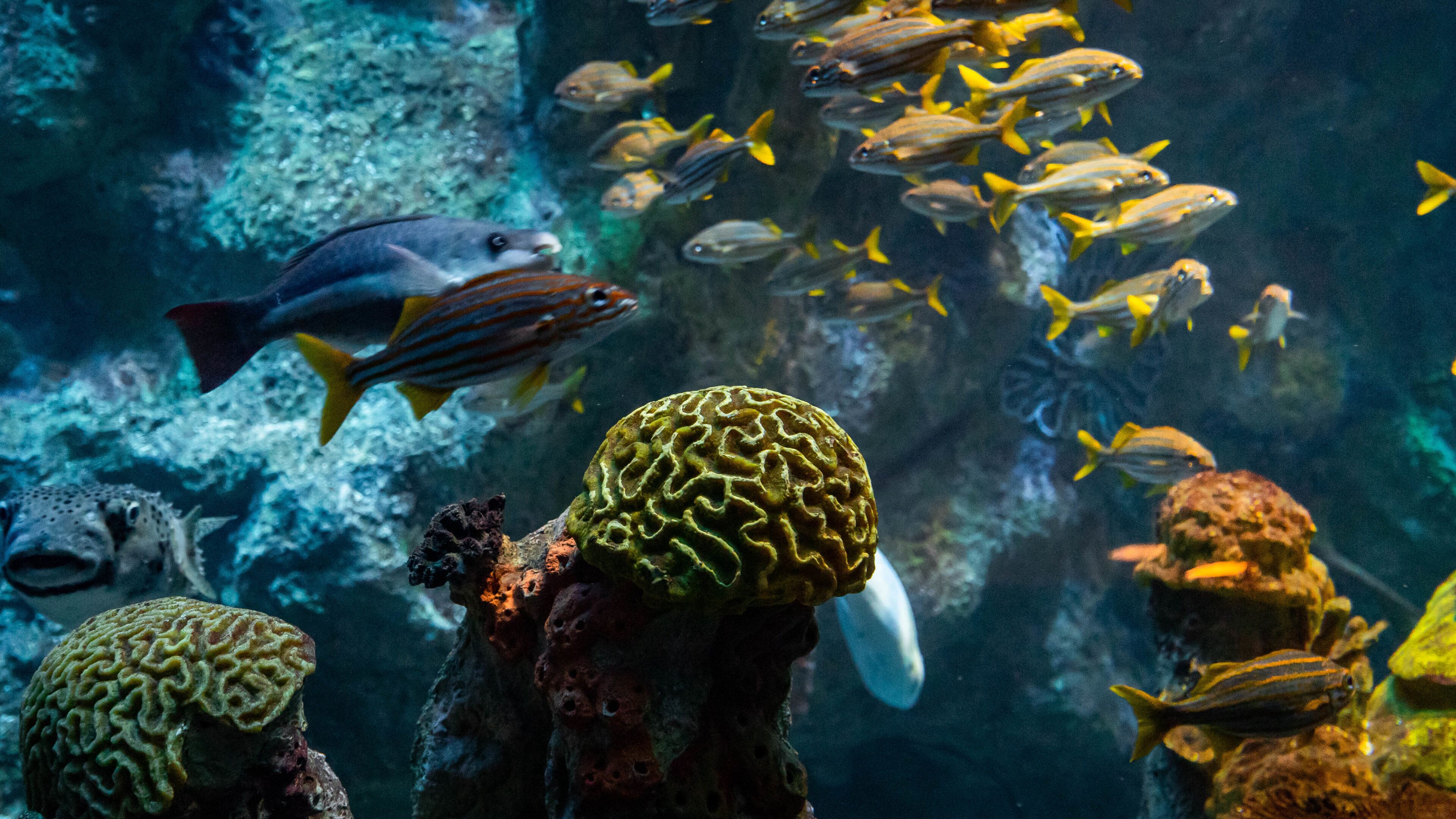 New England Aquarium which includes marine life