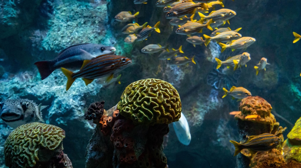New England Aquarium which includes marine life
