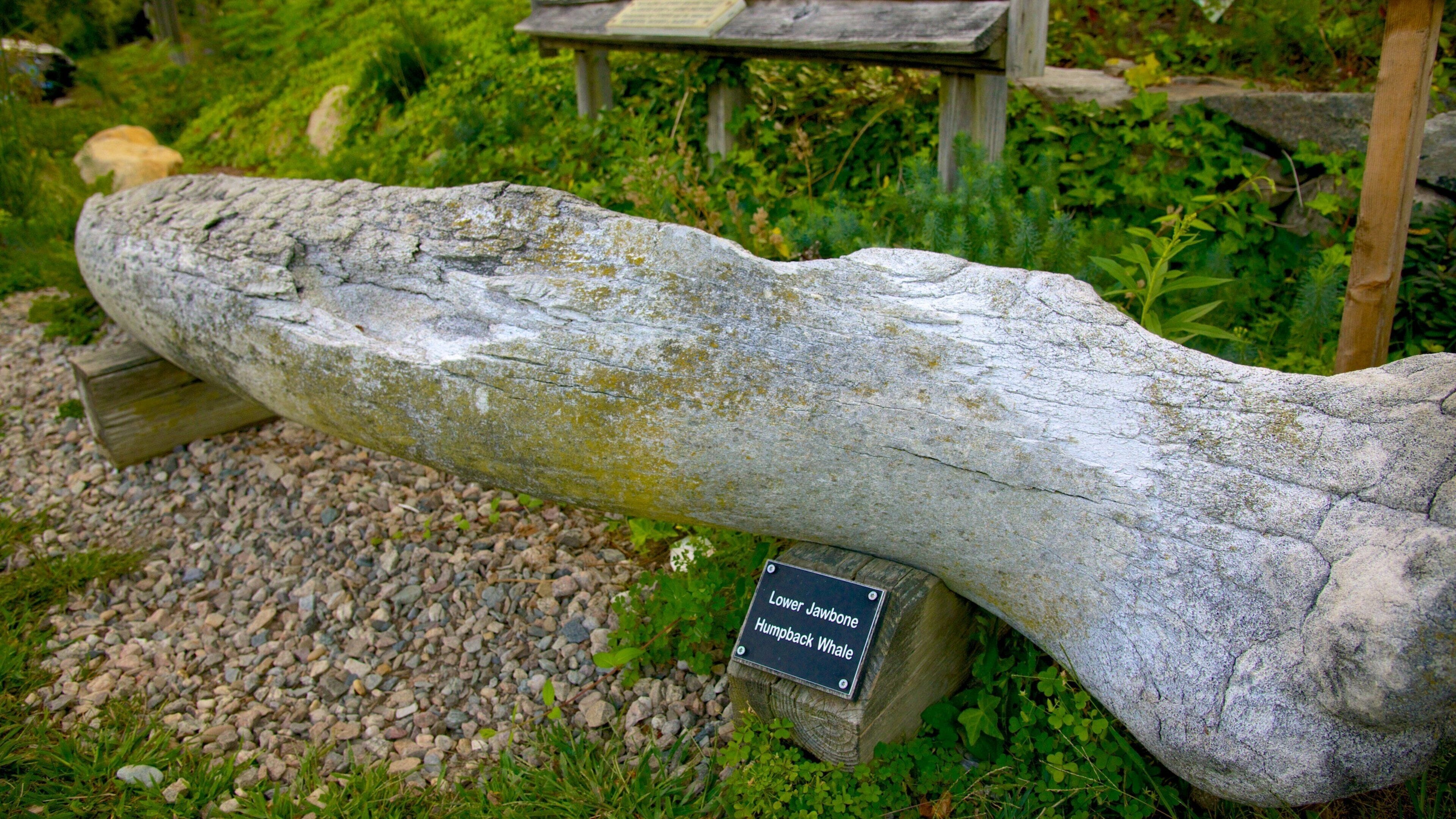 Cape Cod Museum of Natural History