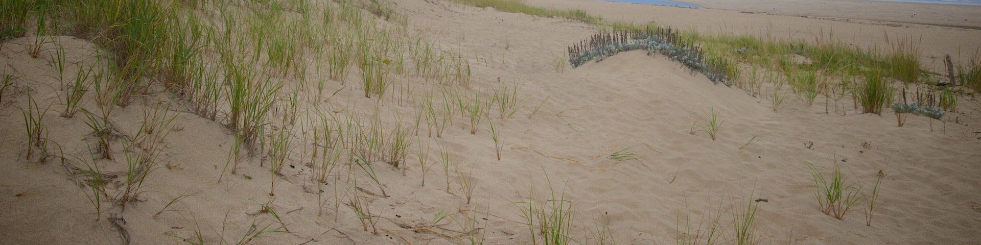 Head of the Meadow Beach showing a sandy beach