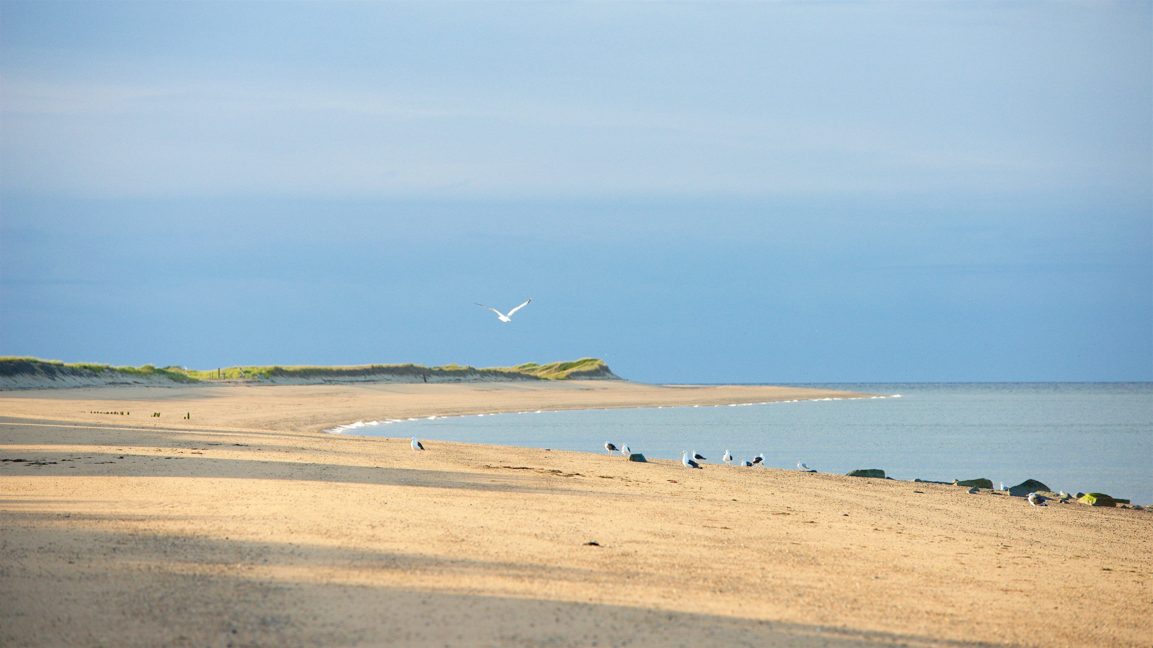 鯡魚灣 呈现出 沙灘, 鳥類 和 綜覽海岸風景