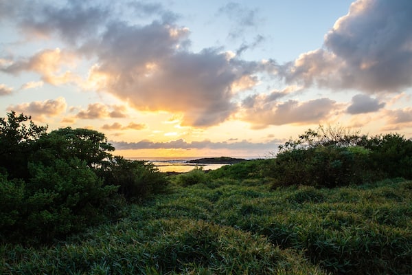 Landscape shot on an island in the Indian Ocean. This green meadow on the beach lies between the sea with sunrise over the horizon and lava rocks
Trou d'Eau Douce, Mauritius