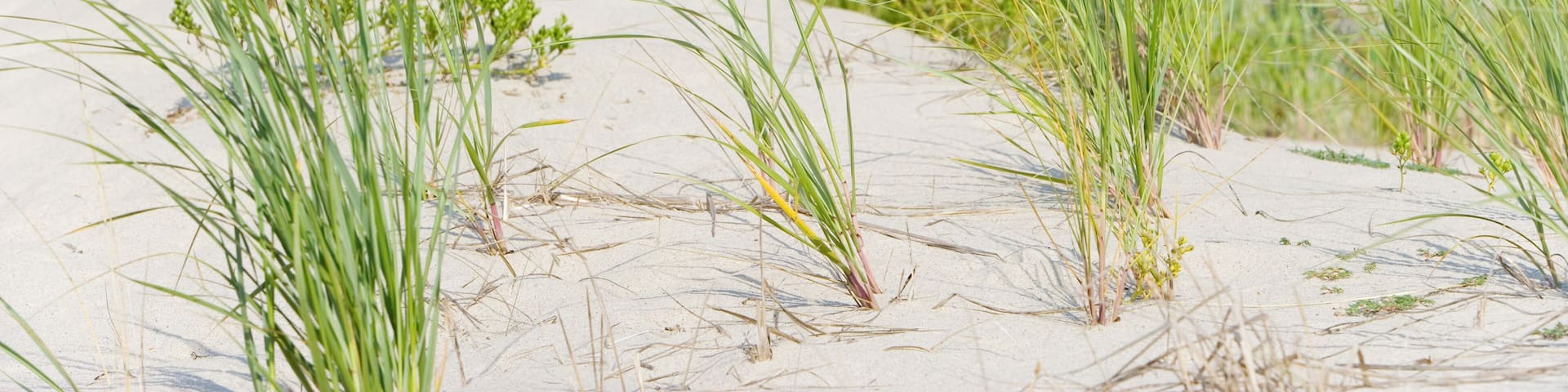 Sand dunes and beach. Nauset Beach, Cape Cod, Massachusetts, USA