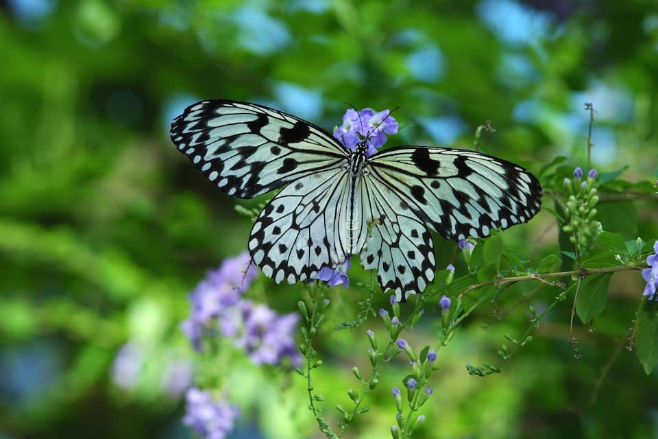 Una farfalla con macchie nere e bianche sulle ali posata su un fiore viola.