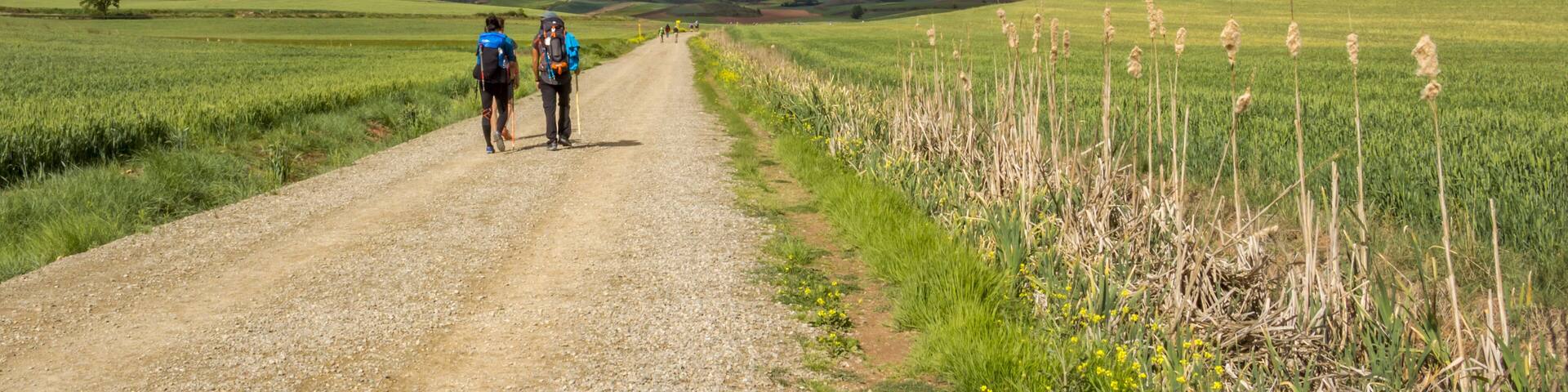 Rear view of pilgrims, unpaved country road on the Way of St. James, Camino de Santiago in La Rioja, Spain