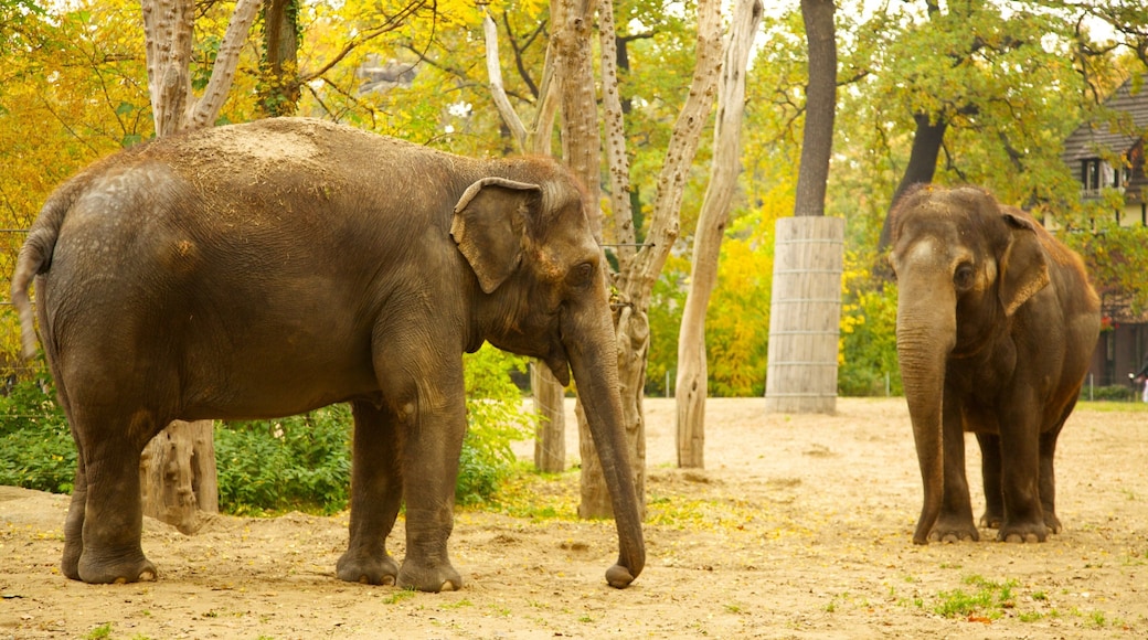 Zoológico de Berlín que incluye animales terrestres y animales del zoo