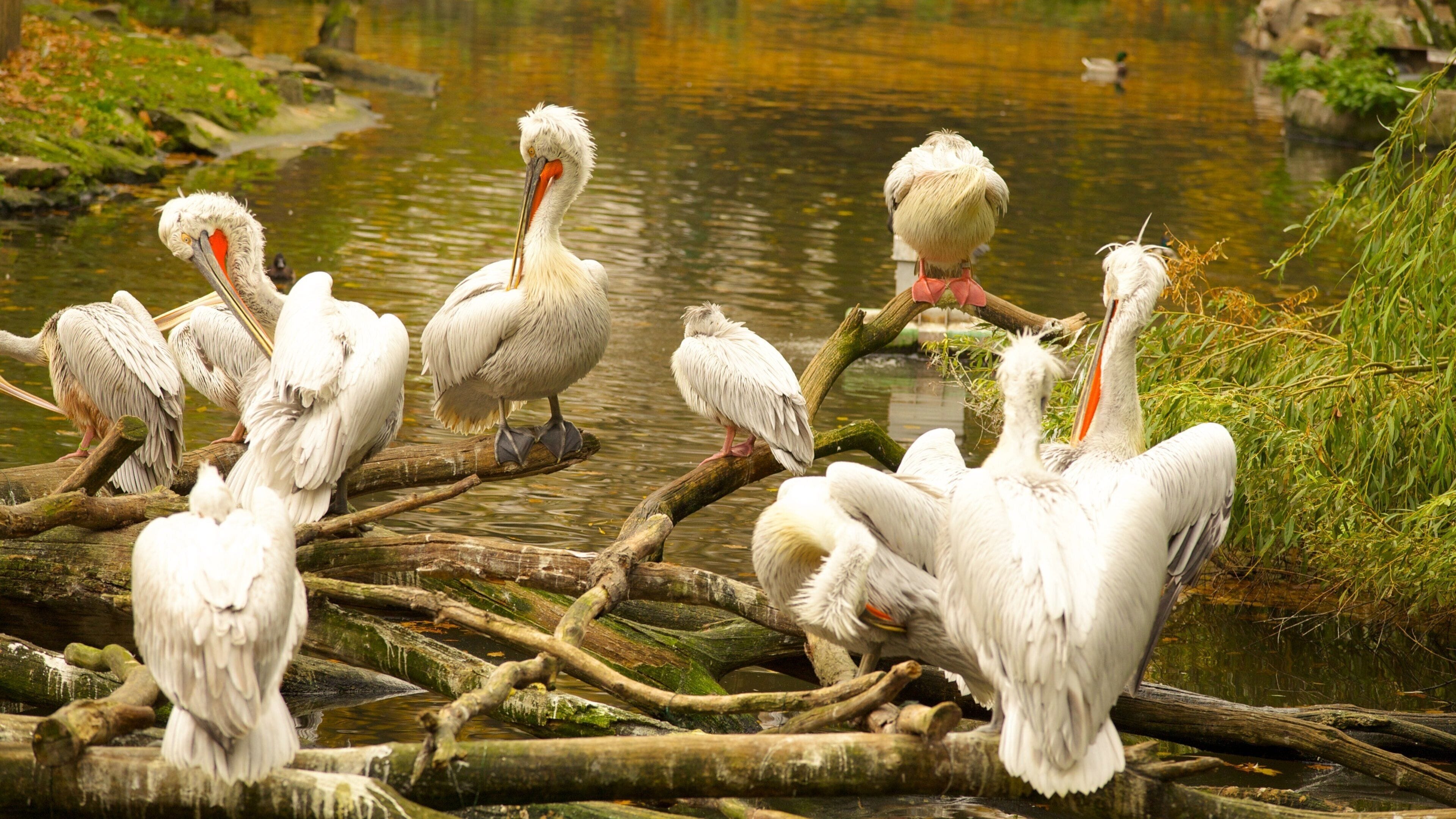 Zoológico de Berlín mostrando aves y animales del zoo