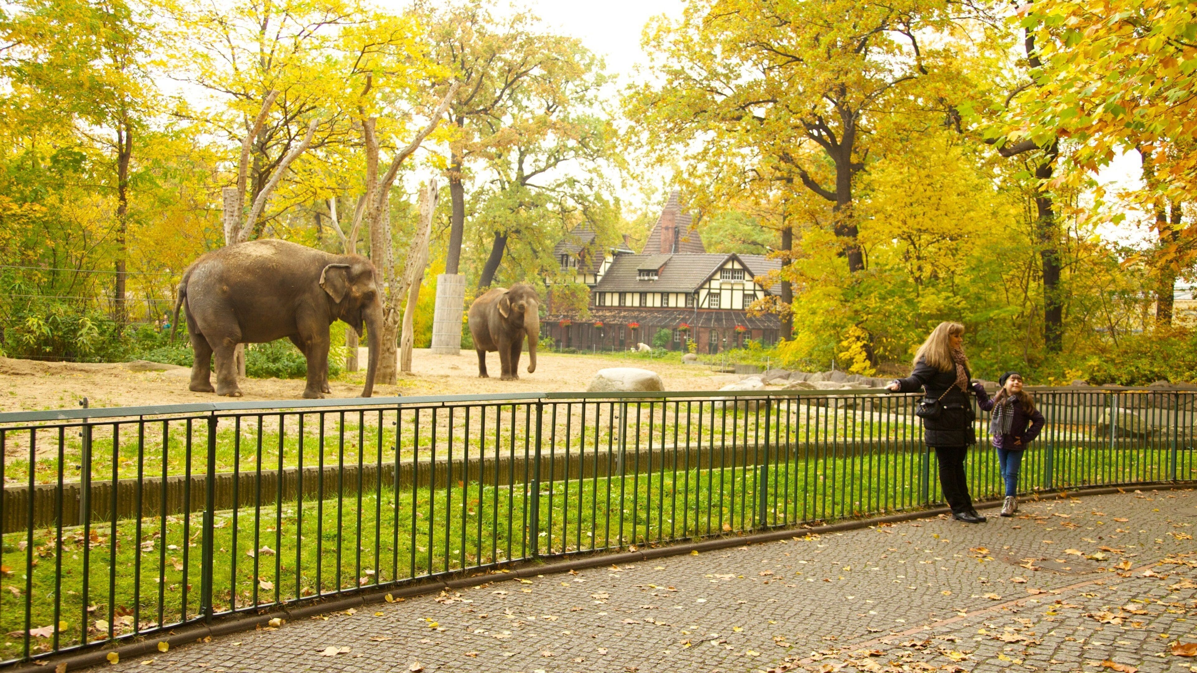 Elephants in their habitat at Zoo Berlin during autumn with colorful foliage surrounding them