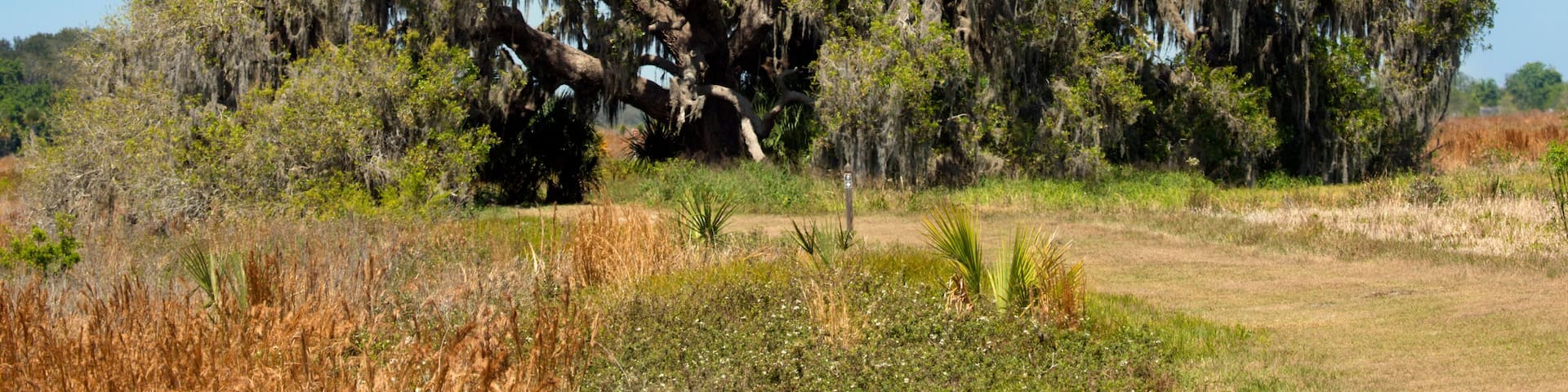 Big live oak tree draped in moss, St. Cloud, Florida.